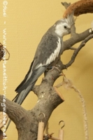 Weißkopf wildfarbener Kopffleckschecke Hahn