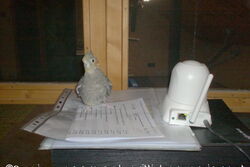 Lisa auf der Terminmappe