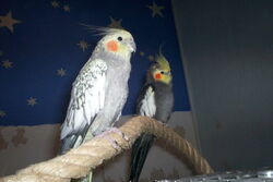 Lissy, vorne und Jakob, hinten am 08.01.2015