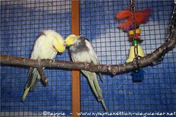 Nico und Sunday kraulen sich