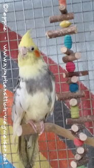 Ronja in Sunday City