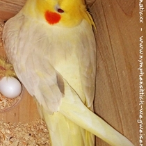 Falbe bei der Brut - Ansicht von oben auf den Rücken