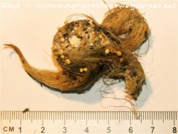 Faserklumpen aus dem Kropf eines Nymphensittichs