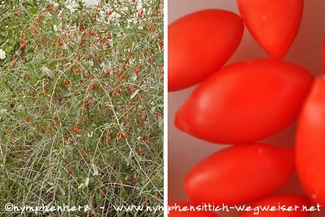 Gojobeere mit Früchten am Strauch