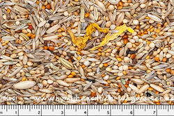 Jehls Nymphen Prachtmischung bei der Körnerbude