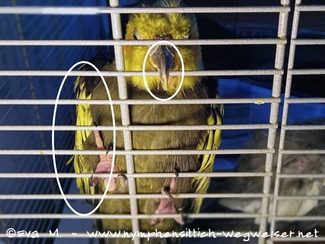 Zu langer Schnabel und starke gelbe Verfärbung des Gefieders