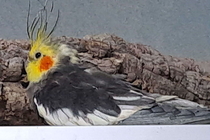 Kora † Januar 2026