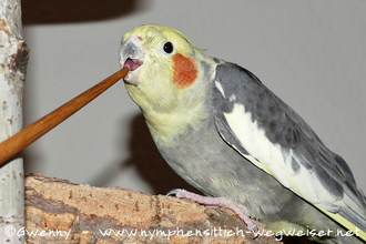 Nymphensittich beim Clickertraining