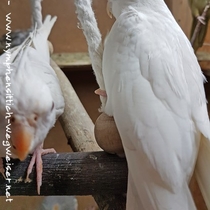 Weißkopflutino - Rückenansicht