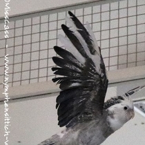 wildfarbener Weißkopf Perlschecke - Flügelunterseite