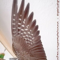 Flügelunterseite einer Weißkopf wildfarbenen Kopffleckschecken Henne