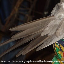 Weißkopfzimt Kopffleckschecken Hahn - Schwanzunterseite