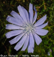 Chicory