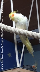 Charly im November 2021