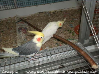 Cooper beim blinden Pinky