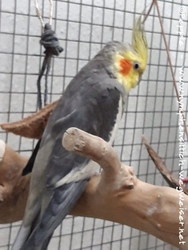 Der zurückhaltende Micky