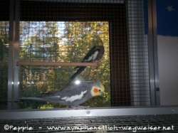 Eddi am Fenster und Micky auf der Villa Casa