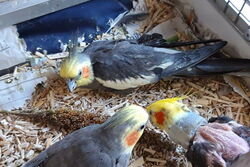 Felix oben, Cuddles links, Piku rechts