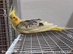 Fotos von Blondie, Mai 2021