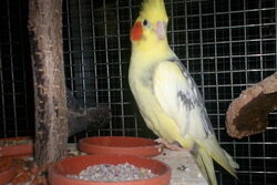 Frau James auf der Hänge-Futterbar