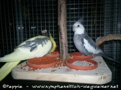 Frau James und Justus auf der Hänge-Futterbar