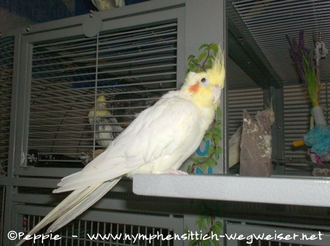 Gonzo auf der Anflugklappe des Sun Palace