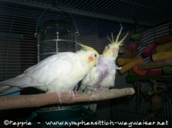 Gonzo und Annika am 10.11.2014-2