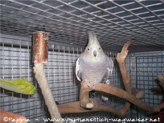 Gretel auf dem Java-Ast