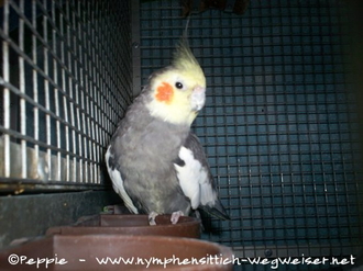 Jacko auf dem Futternapf