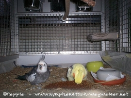 Justus und Frau James in der Villa