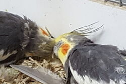 Lindbergh und Felix kuscheln