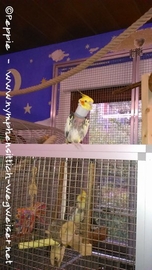 Piku auf der Villa Sunrise