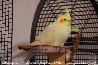 Hallo, ich bin Pinky