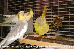 Sponcha-Maja und Pedro