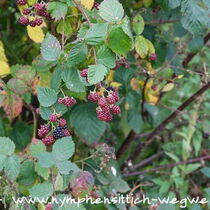 Brombeeren am Strauch