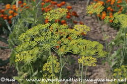 Dill