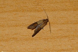 Dörrobstmotten sind häufige Futterschädlinge