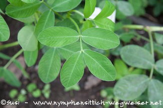 Blätter der Erdnuss - die Ernüsse müssen erst noch im Bode wachsen