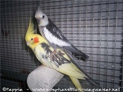 Frau James und Justus