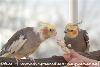 Lili und Chilli futtern aus der Hand - ganz ohne Einzelhaltung