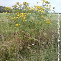 Rainfarn im Gelände