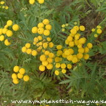 Rainfarn von oben gesehen