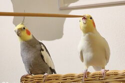 Targetstick-Training zu zweit