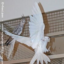 Weißkopf Lutino - Flügelunterseiten