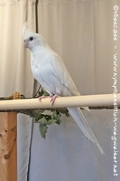 Weißkopf Lutino, auch Albino genannt