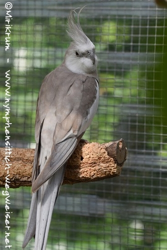 Weißkopf zimtfarben Männchen