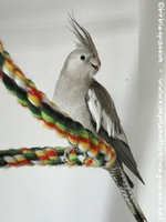 Weißkopf zimtfarbenes Weibchen