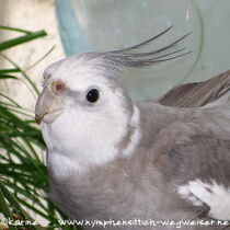 Kopf eines Zimtfarbenen Weißkopf Kopffleckschecken Männchens