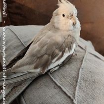 Weißkopf zimtfarbene Kopffleckscheckenhenne - Rückenansicht