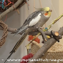 wildfarbener Kopffleckscheckenhahn färbt um - gebänderte Schwanzfedern und schon voll ausgefärbter Kopf